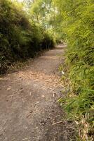 a path through a bamboo forest, lonely and serene path photo
