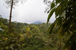 lush green forest with mountain covered with clouds on the background photo