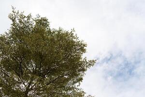 big tall tree with white clouds and little bit blue sky background as copy space photo