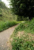 gravel path or trail on forest, rural path with tree on the middle of nowhere photo