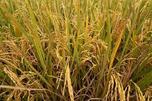 close up of a golden field of rice, a close up of a paddy fields photo