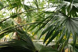nature background of leaves on green tropical rain forest in green filter, concept of ecology and destination progress photo
