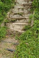 set of old Brick stairs covered with with moss and wild grass photo