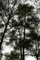 silhouette of tree branches isolate on white sky background photo