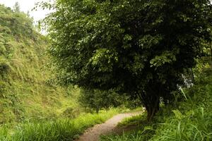 a path curves through a green forest, with big tree on right area, mysterious nature background photo