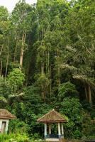 lush dense jungle with abandoned ruins on the front, vertical format photo