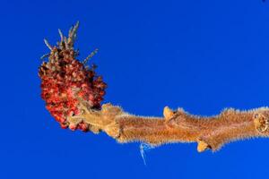 Sumac - Rhus typhina, Anacardiaceae, tip of a branch with wintering buds against a blue sky, Ukraine photo