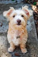 Adorable fluffy mixed breed dog with curious expression sits attentively on concrete pavement, gazing upward. The small canine wears bone-shaped tag on its collar photo