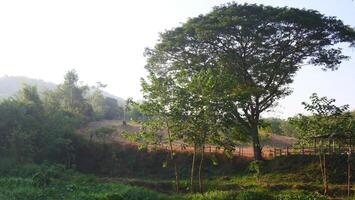 trees in the forest photo