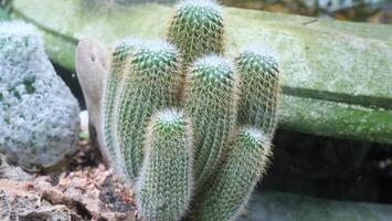close up photo of cactus