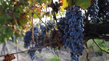 Grape plantation farm for the production of red wine in Mendoza, ArgentinaGrape plantation farm for the production of red wine video