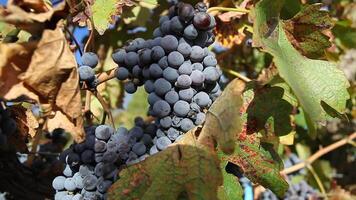 Grape plantation farm for the production of red wine in Mendoza. video