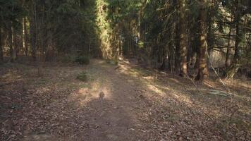 Summer background a path in the spruce forest in the evening video