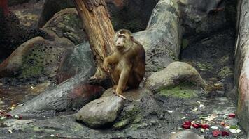 Monkey Having A Rest And Eating video