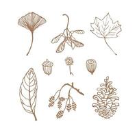 Hand-drawn autumn, fall botanical elements, icon set with leaves, pine, nuts, branches. Doodle style. Logo, card, print design. vector