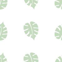 A seamless pattern with green leaves monstera on a white background vector