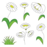 illustration of a set of wild white flowers of daisies with foliage and grass. vector