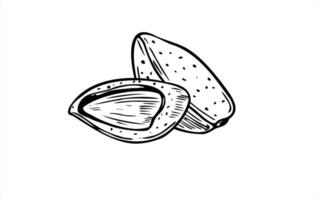 Hand drawn two almond sketch in black and white color. Shelled and unpeeled nuts monochrome illustration. Organic healthy food ingredient for health focused branding, farm to table projects vector