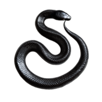 Black Snake Reptile on a Transparent Background png