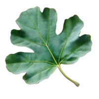 A Green Fig Leaf on a Transparent Background png