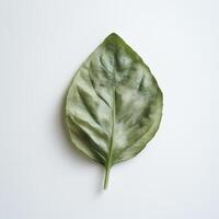 Fresh basil leaf showcasing vibrant green hue and intricate vein patterns, perfect for culinary use or gardening inspiration photo