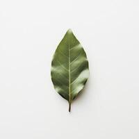 A single green leaf on a white surface photo