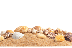 A collection of various seashells resting on fine sandy beach, isolated png