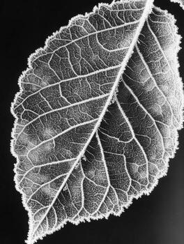 Close-up of a frosty leaf reveals intricate details and textures in cold weather setting photo