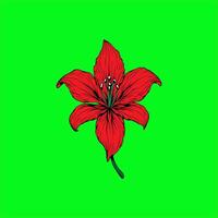 a red Lily flower on a green background vector