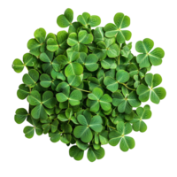 Green Clover Leaf Cluster St. Patrick's Day Design Element on transparent background png