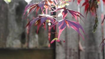 Japanese Red Maple Leaves Moving In Wind With Fence And Sunlight In Background video