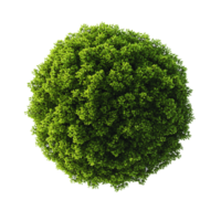 Lush Green Spherical Tree Top View Nature, Ecology, and Design png