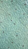 Aerial view of multiple starfish in clear shallow tropical sea video