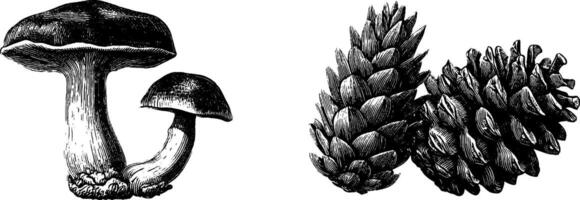 Engraved botanical illustration set featuring mushroom and pinecone for nature design. vector