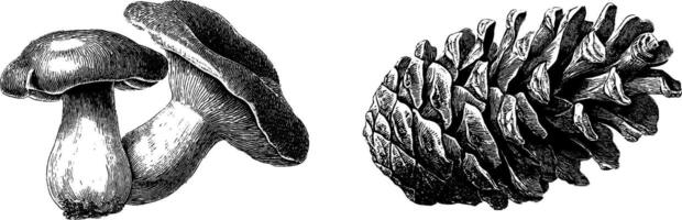 Engraved botanical illustration set featuring mushrooms and pinecones for nature design. vector