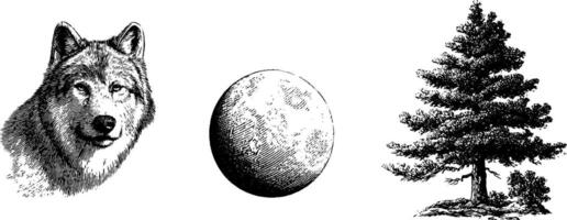Engraved nature set featuring wolf, moon, and pine tree for art and design. vector