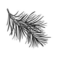 Pine branch hand drawn black and white outline illustration. Conifer twig graphic sketch hand painted. Fir or spruce tree for design Christmas invitation, card, new year design, holiday print. vector