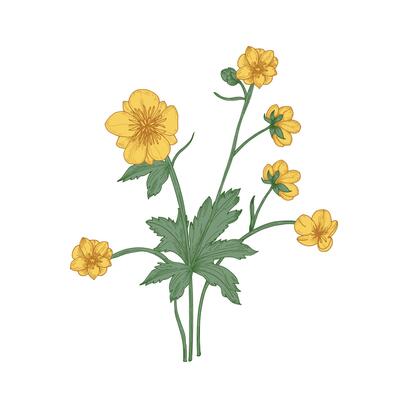 Tender buttercup flowers, buds and leaves hand drawn on white background. Natural drawing of flowering herbaceous plant or wild meadow herb. Floral illustration in gorgeous retro style.
