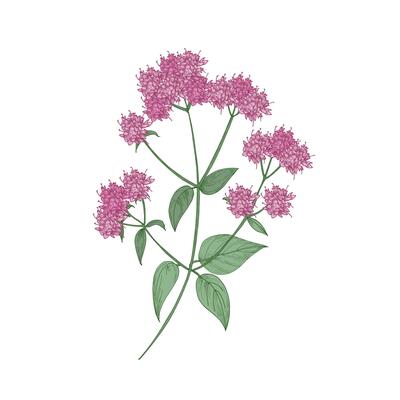 Oregano or marjoram hand drawn on white background. Botanical drawing of beautiful flowering herbaceous plant or aromatic herb used as spice. Gorgeous realistic illustration in retro style.