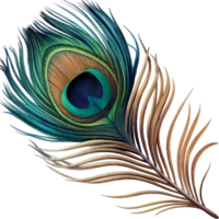 A Stunning Detailed of a Single Peacock Feather with Vibrant Colors and Intricate Patterns png