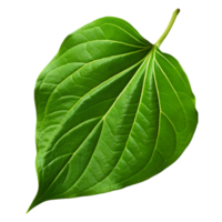 Closeup of a vibrant green betel leaf isolated on transparent background showing intricate vein patterns and leaf texture png