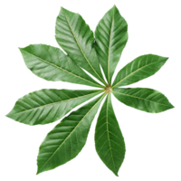 A Stunning of a Lush Green Palmate Leaf Isolated on transparent Background Botanical Photography png