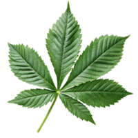 A Detailed Closeup of a Vibrant Green Leaf with Seven Palmate Leaflets png