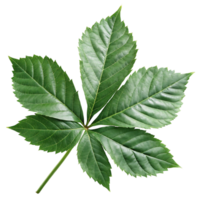 Detailed Closeup of a Lush Green Palmate Leaf Isolated on transparent Background Botanical Photography png