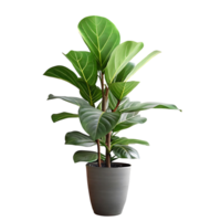 Lush Green Ficus Lyrata Plant in a Light Grey Pot Against a transparent Background A Vibrant Houseplant Displayed with Detailed Leaves and Stems png