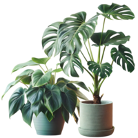 Stunning Pair of Lush Green Monstera and Philodendron Plants in Elegant Light Green Pots Against a transparent Background png