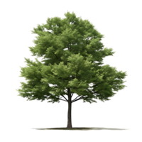 A Lush Green Deciduous Tree Isolated on transparent Background Showing Full Foliage and Trunk png