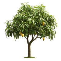 A Lush Green Mango Tree with Ripe Yellow Mangos png