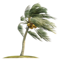 A lone coconut palm tree bends in the wind showcasing its yellow coconuts and lush green fronds against a transparent background png