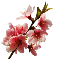 Stunning Pink Peach Blossoms in Full Bloom on a Branch Against a transparent Background png